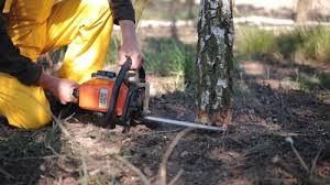 Best Tree Removal Services  in USA